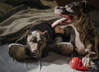 mordedores kong resistentes para perros grandes
