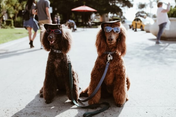 Curiosidades de los perros — datos sorprendentes sobre olfato, longevidad y comportamiento canino
