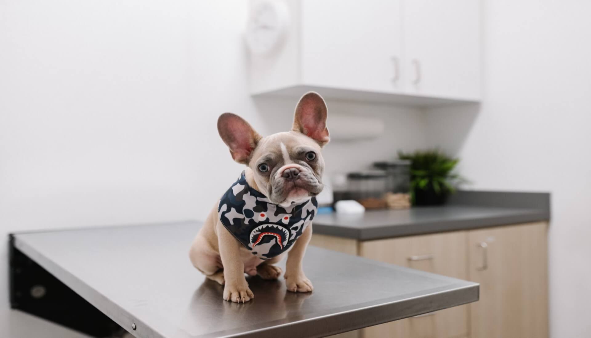 enfermedades más comunes en perros — síntomas, tratamiento y vacunas