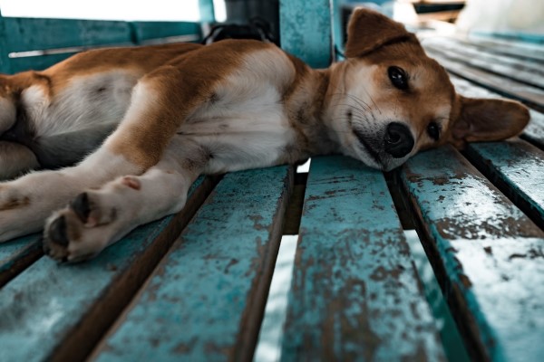 perro vomita espuma blanca — causas frecuentes y señales de alarma