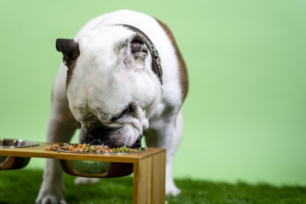 Comida casera para perros esterilizados — recetas equilibradas y bajas en calorías