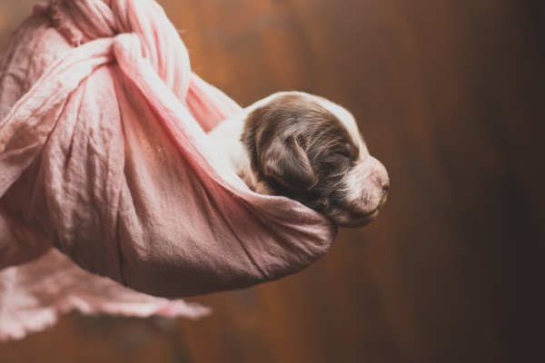 Mejores piensos para cachorros