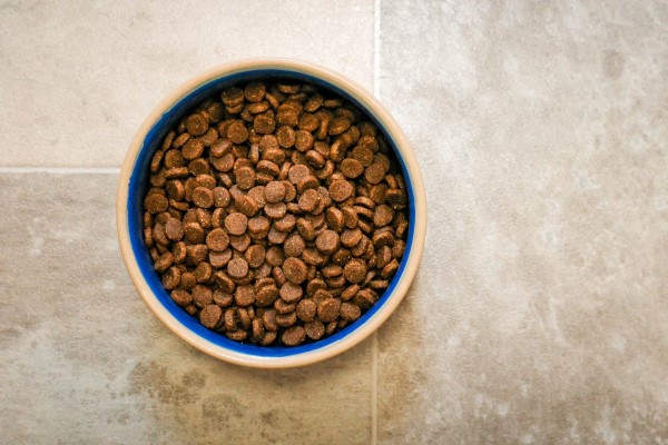 Mejores piensos para perros