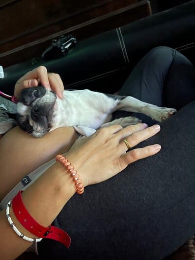 Perro apoyando su cabeza en la barriga de su dueña — significado y comportamiento canino